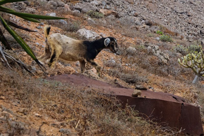 baifo cucina di lanzarote